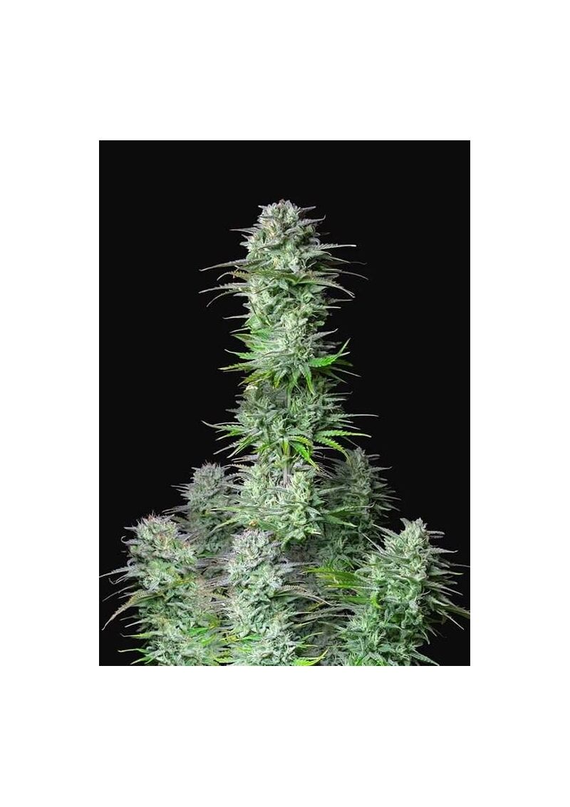 Kosher Cake auto, Фасовка: 10, изображение 3